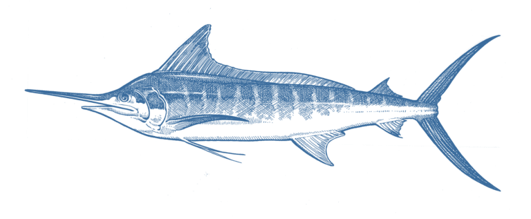 Marlin species in Cabo