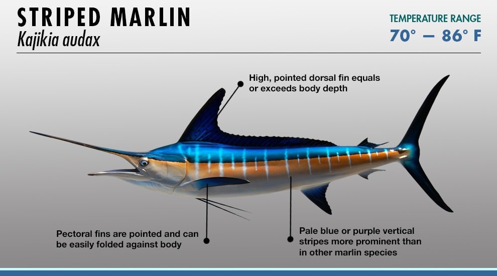 Striped Marlin in Cabo