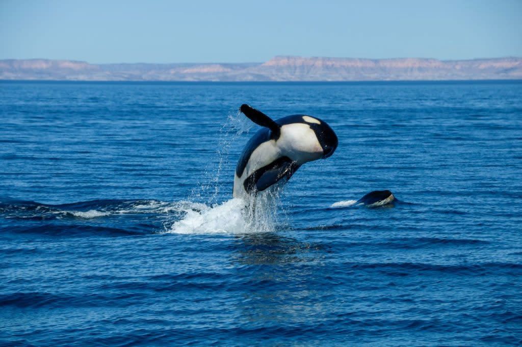 Orcas in Cabo