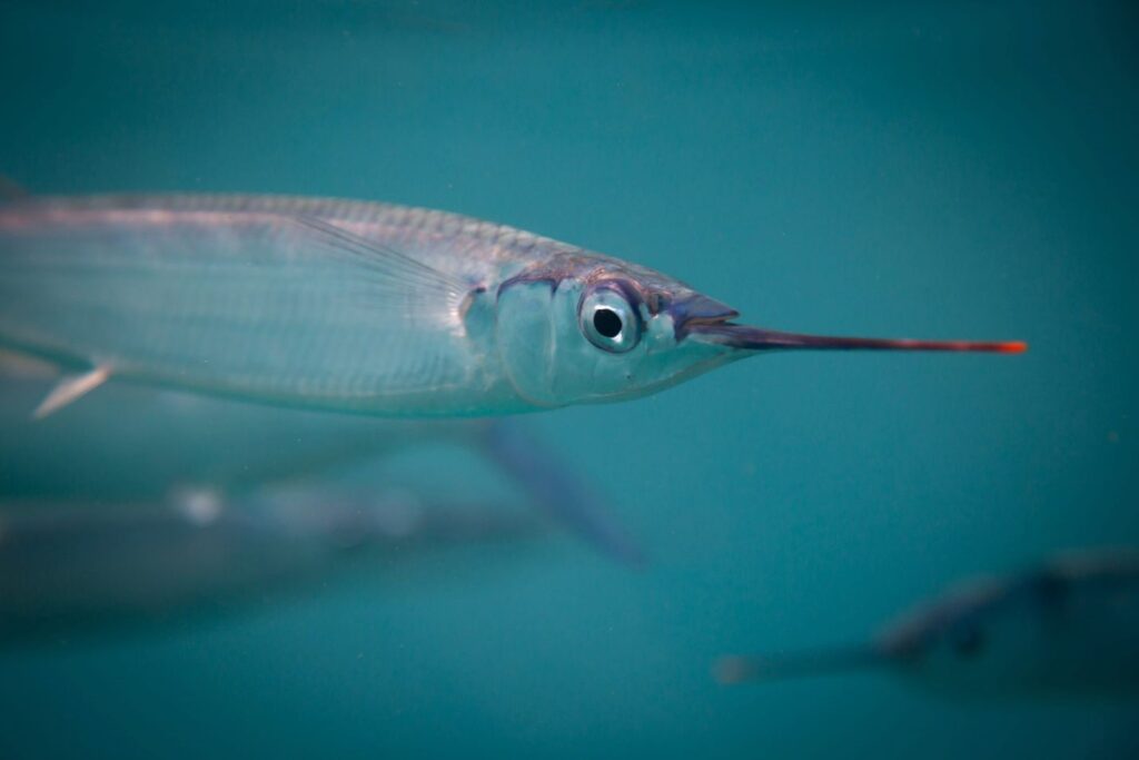 Baitmasters Ballyhoo in Cabo