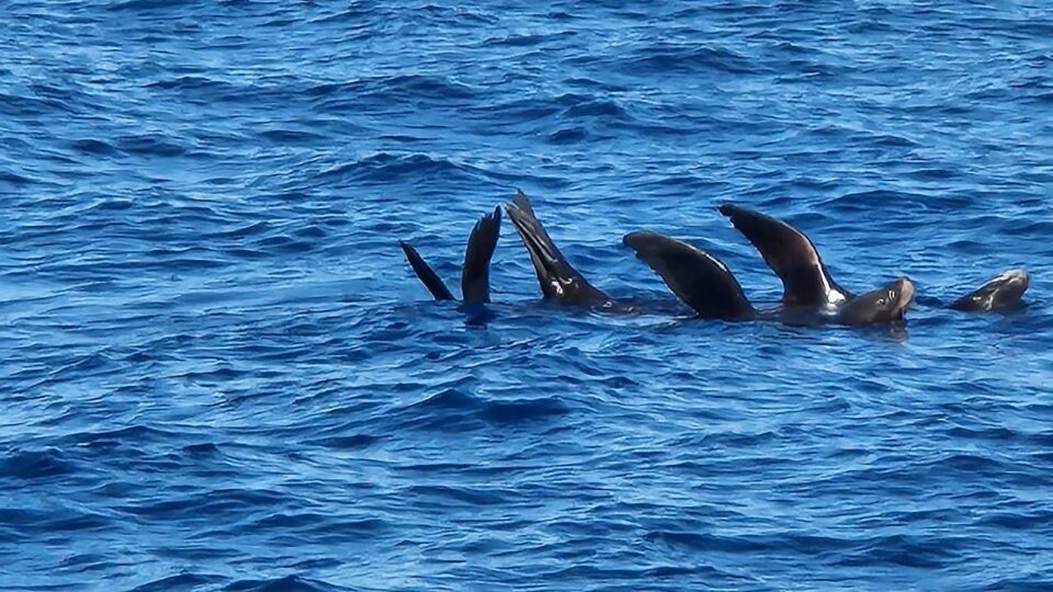 Cabo Sea Lion