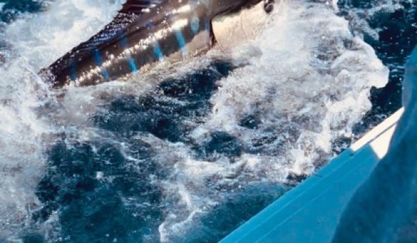 Mar Vida Sportfishing Mar Vida Sportfishing